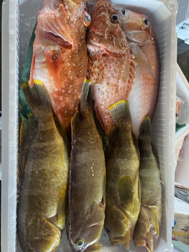 鮮魚BOX7入約4.8kg(釣)