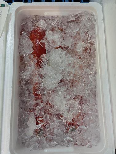 神経〆キンメダイ5入約4.4kg(釣)