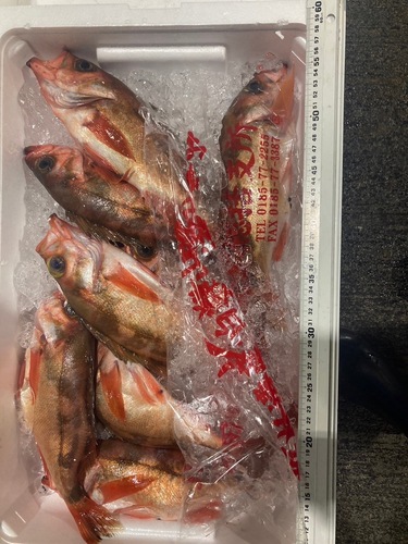 ウスメバル(底曳)