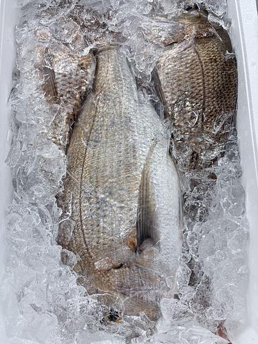マダイ3入約5kg