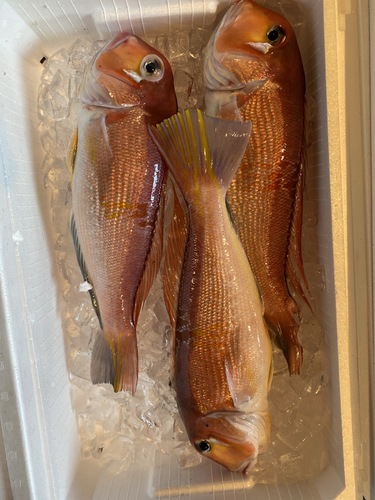 活〆アマダイ3入約2.7kg(釣)