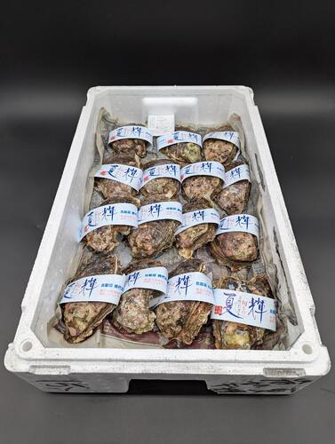 岩ガキ15入約5kg(沿岸)