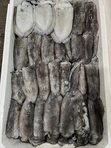 鮮魚BOX約4kg(定置)