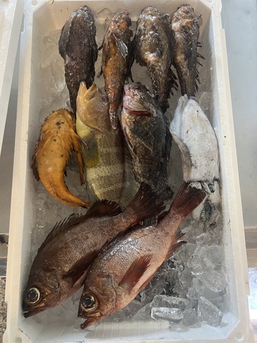 鮮魚BOX約2.8kg(釣)