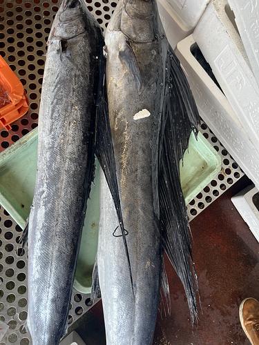 バショウカジキ2入約7.6kg(定置)