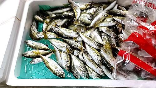 小アジ約2kg(定置)