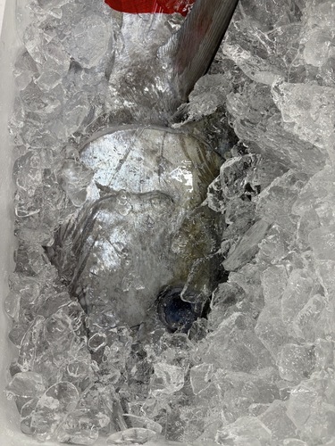 キハダマグロ1入約20kg(定置)