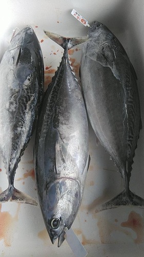 活〆スマ5-7k台前後5入約5.8kg(定置)