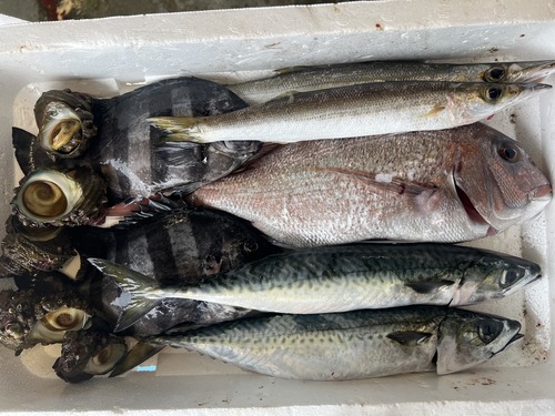 鮮魚BOX内臓、鱗処理済み約3.3kg(定置)