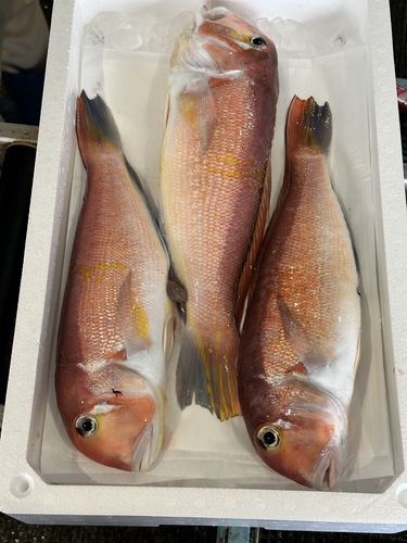 アカアマダイ(釣)