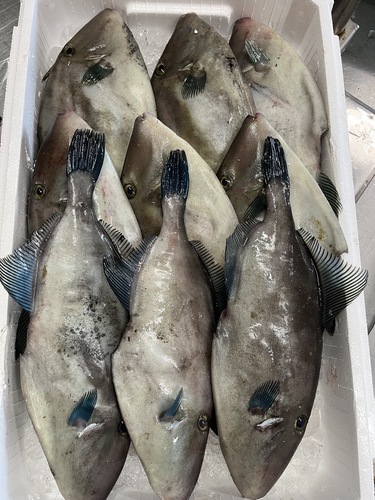 ウマヅラハギ9入約5kg(定置)