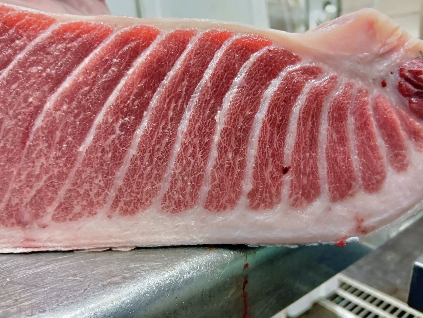 本マグロ(釣)【業務用の鮮魚仕入れならウーオ】