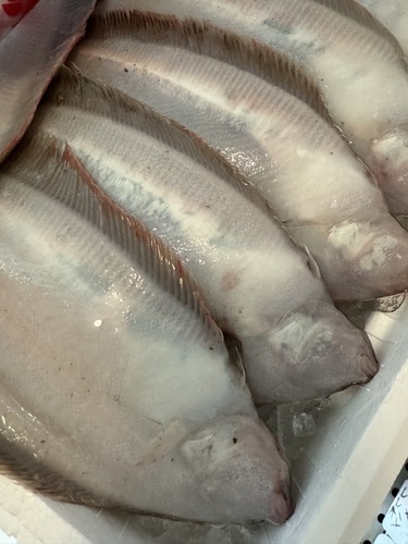 ササガレイ12入約4.1kg(底曳)