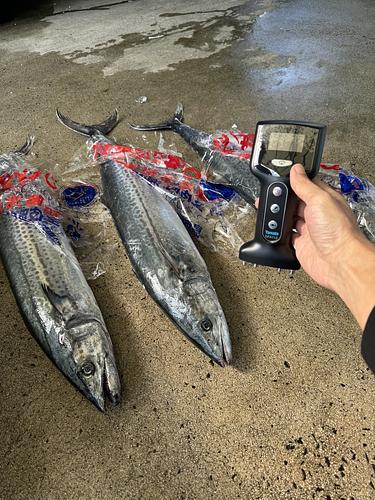 活〆サワラ(定置)