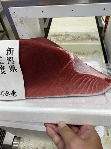 本マグロ(定置)