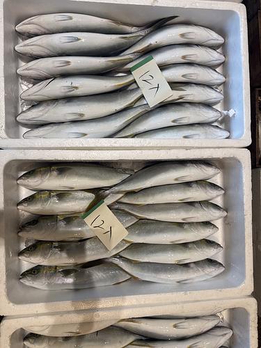イナダ500g〜600g約6.8kg(定置)