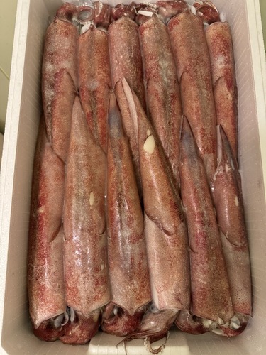 ケンサキイカ(冷凍)１２〜１４入約4.5kg(定置)