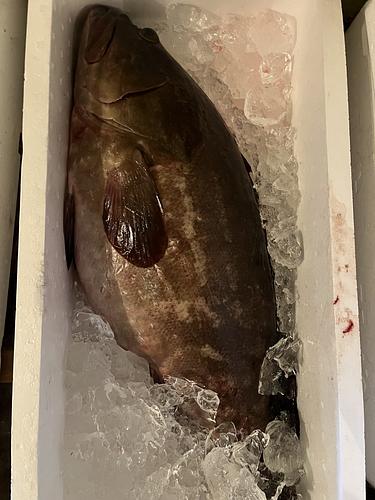 活〆クエ1入約8.2kg(延縄)