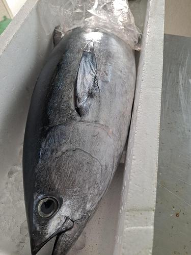 コシナガマグロ7.7k1入約7.7kg(底曳)