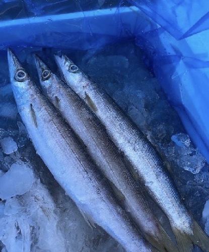 カマス3k台11/14入約3kg