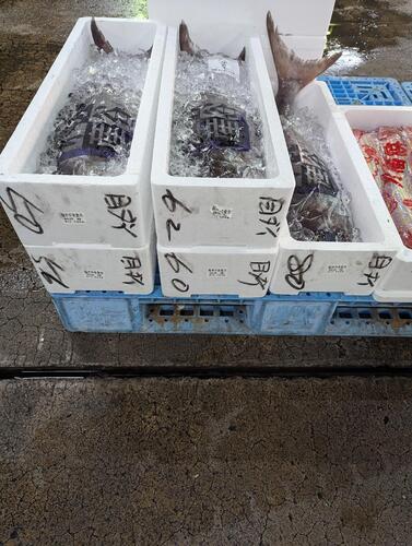 メダイ5-8k1入約5kg(釣)
