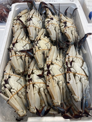 ワタリガニメス約4kg(底曳)