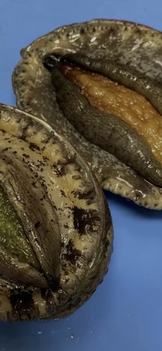 アカアワビ(沿岸)