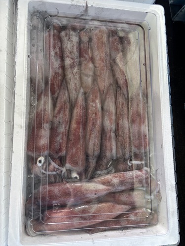 ケンサキイカ18-20入約3kg(定置)