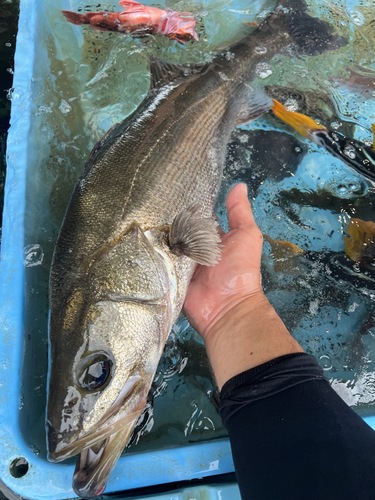 神経〆スズキ1.8〜2.3サイズ2入約4kg(釣)
