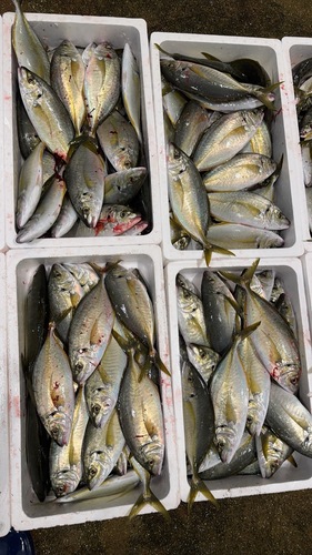 シマアジ500g〜700g約10kg(定置)