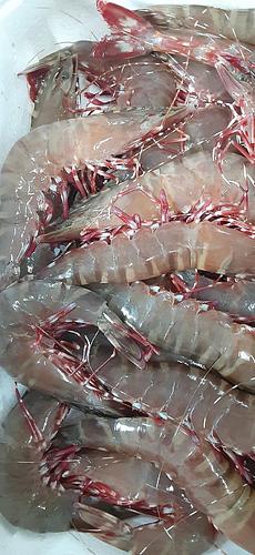 クマエビ(底曳)