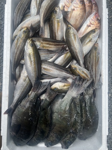 鮮魚BOX約5.2kg(定置)
