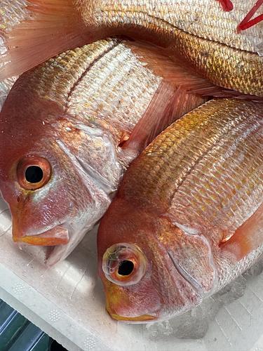レンコダイ9入約5.3kg(底曳)