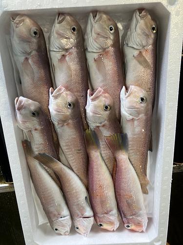 アマダイ12入約4.1kg(釣)