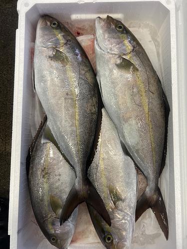 カンパチ4入約5.3kg(定置)