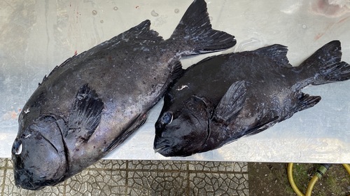 活〆イシダイ2入約6.1kg(銛突)