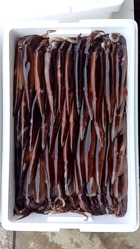 スルメイカ40入約5kg(釣)