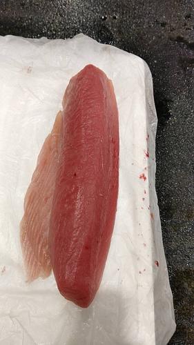 トンボロインスキンレス5/7k4入約6kg(延縄)