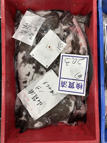 アブラガレイ1-2kg混ざり約6kg(底曳)