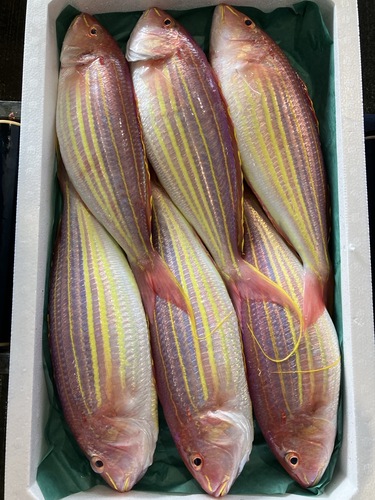 イトヨリダイ6入約5.2kg(釣)