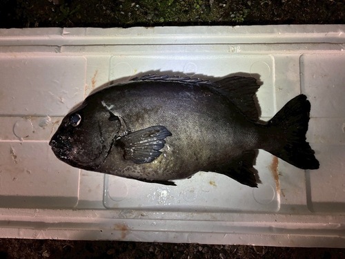 活〆イシダイ【特大】1入約5.4kg(銛突)
