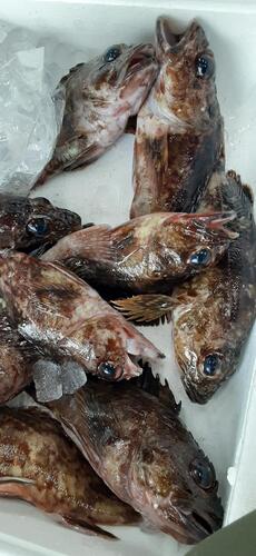 カサゴ25入約2.2kg(沿岸)