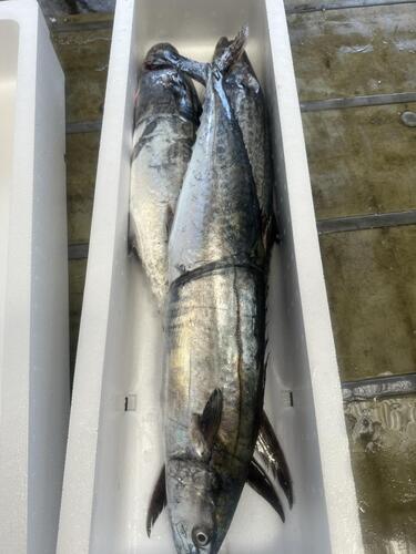 サワラ3入約5kg(刺網)