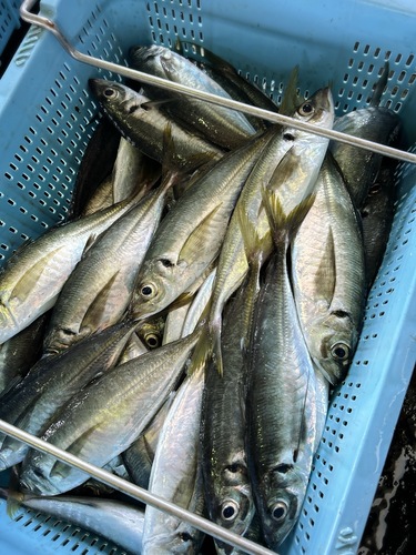 マアジ中23入約5kg(沿岸)