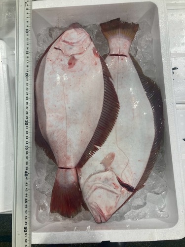 活〆ヒラメ2/3k2入約2.5kg(沿岸)