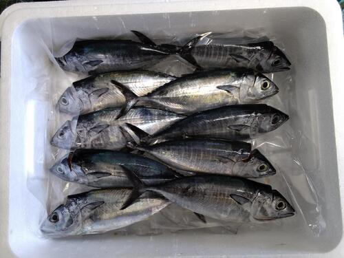 神経〆ヨコワ8入約2kg(釣)