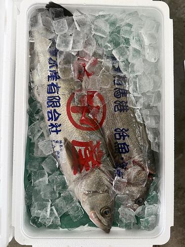 活〆スズキ(沿岸)