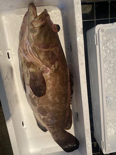クエ1入約5.4kg(釣)