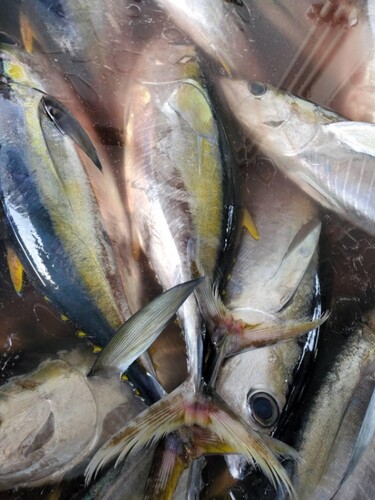 キハダマグロ2入約6kg(釣)