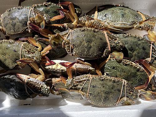 ガザミ12入約3kg(沿岸)